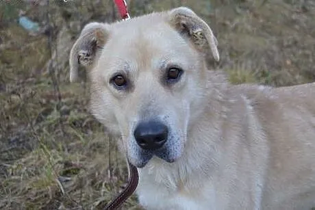 Asko: szkielet z łańcucha do adopcji,  warmińsko-m