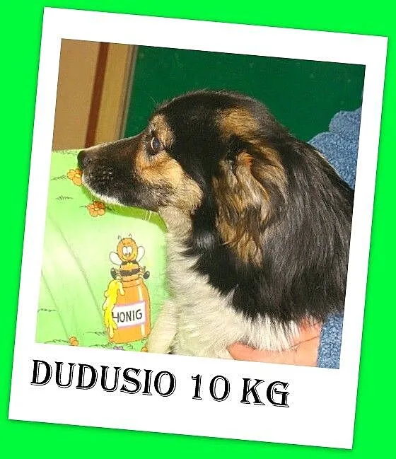 Średni 10 kg, łaciaty DUDUŚ,wesoły, aktywny,przyja
