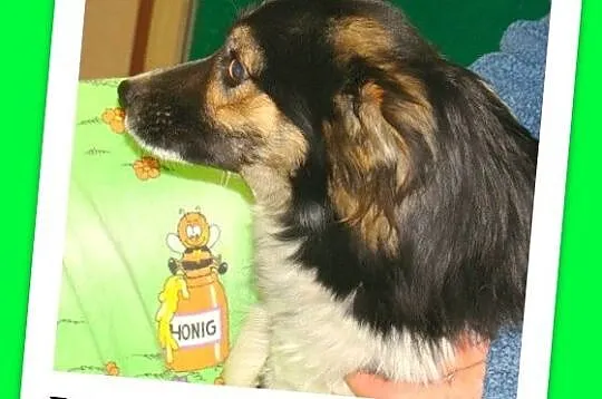 Średni 10 kg, łaciaty DUDUŚ,wesoły, aktywny,przyjacielski_Adopcja_