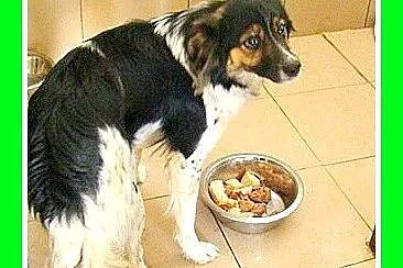 Średni 10 kg, łaciaty DUDUŚ,wesoły, aktywny,przyja