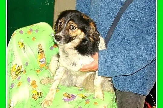 Średni 10 kg, łaciaty DUDUŚ,wesoły, aktywny,przyja