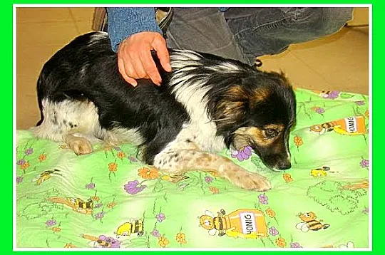 Średni 10 kg, łaciaty DUDUŚ,wesoły, aktywny,przyja