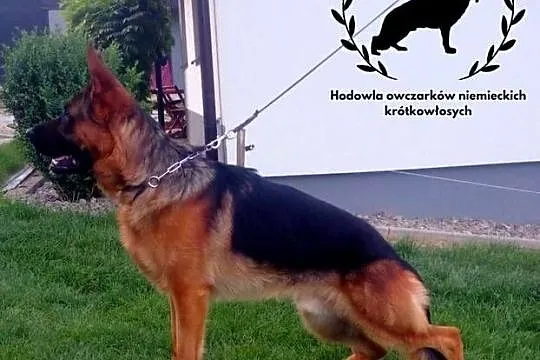 Szczeniak owczarek niemiecki krótkowłosy Champion INTERCHAMPIN, Małopolskie, Nowy Sącz
