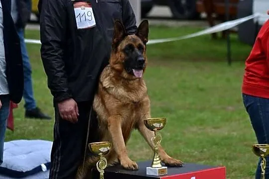 Szczeniak owczarek niemiecki krótkowłosy Champion INTERCHAMPIN, Małopolskie, Nowy Sącz