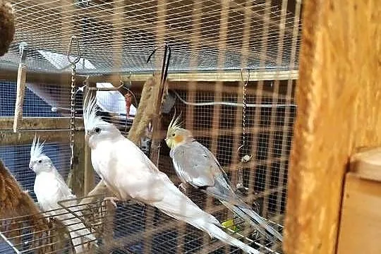 Papugi rudosterki nify swiergoty, Kujawsko-pomorskie, Łubianka