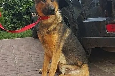 Młody, przyjazny psiak w typie owczarka szuka domu