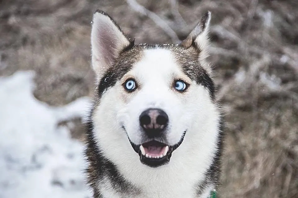 Oks, młody, przepiękny HUSKY, wesoły i uśmiechnięt