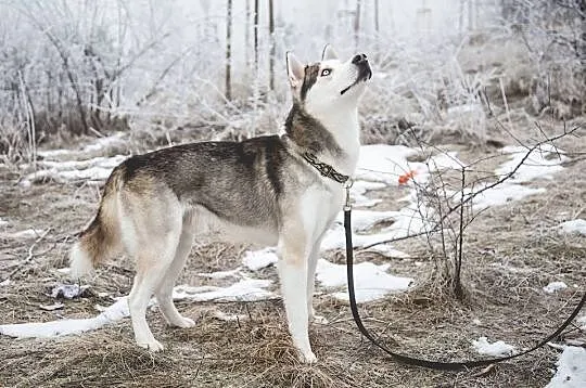 Oks, młody, przepiękny HUSKY, wesoły i uśmiechnięt