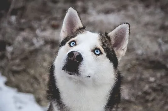 Oks, młody, przepiękny HUSKY, wesoły i uśmiechnięt
