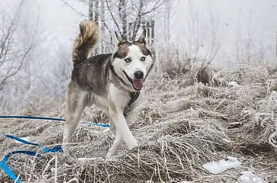 Oks, młody, przepiękny HUSKY, wesoły i uśmiechnięt
