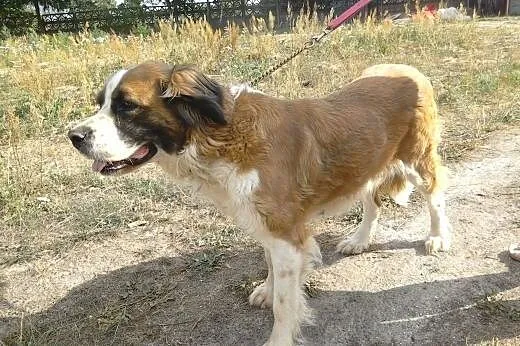 Sofia w typie Bernardyna ,  Bernardyn cała Polska