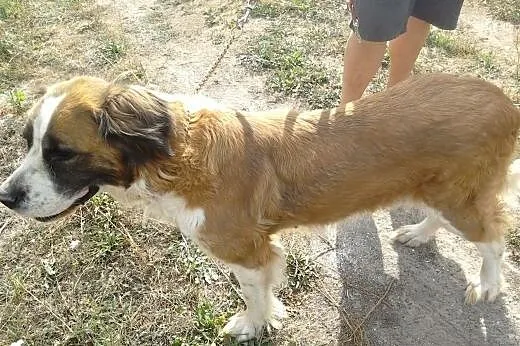 Sofia w typie Bernardyna ,  Bernardyn cała Polska