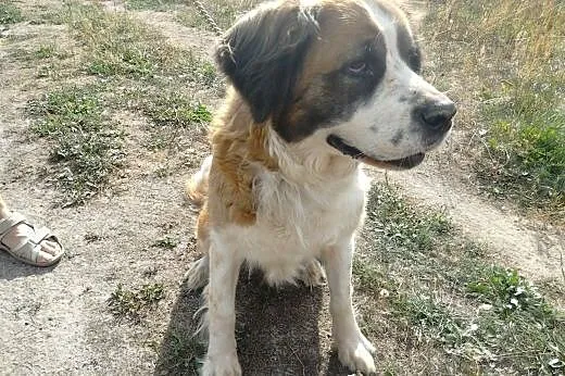 Sofia w typie Bernardyna ,  Bernardyn cała Polska