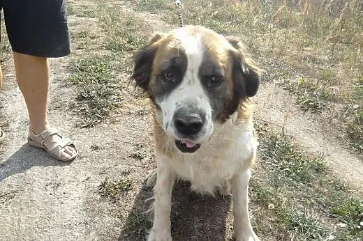 Sofia w typie Bernardyna ,  Bernardyn cała Polska
