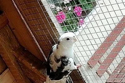 Sprzedam rozele królewskie, Wielkopolskie, Kawczyn
