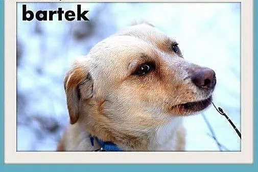 BARTUŚ-mały,10kg,łagodny,tulaśny,wesoły piesek.ADOPCJA,  dolnośląskie Wrocław