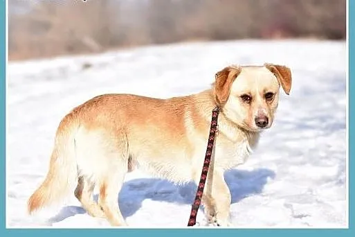 BARTUŚ-mały,10kg,łagodny,tulaśny,wesoły piesek.ADO
