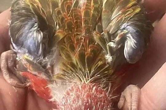 Rozella Białolica Ręcznie Karmiona, Śląskie, Radlin