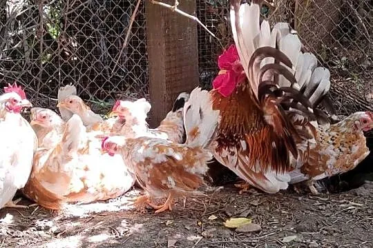 Kury chabo, Podkarpackie, Maćkowice
