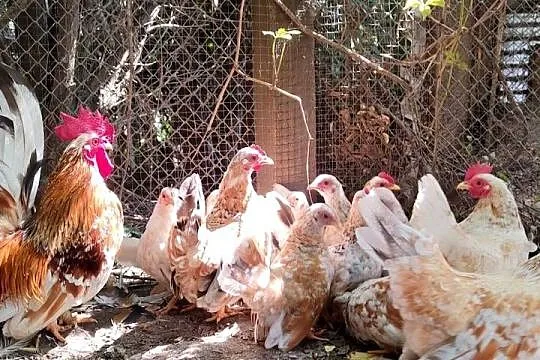 Kury chabo, Podkarpackie, Maćkowice