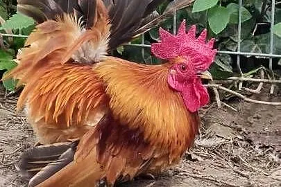Kury chabo, Podkarpackie, Maćkowice