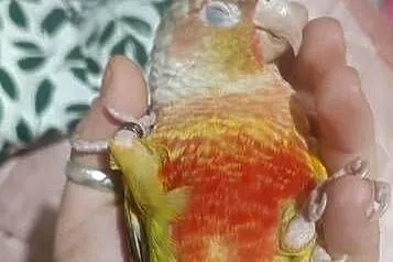 Rudosterka zielonolica pineapple samiec z dokumentacją, Pomorskie, Tczew