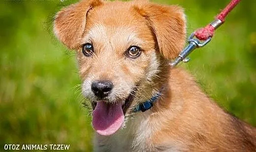 OTOZ Animals - Frytka - rozbrykany szczeniak ofiar