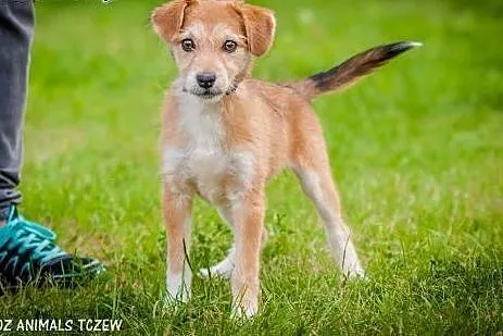 OTOZ Animals - Frytka - rozbrykany szczeniak ofiar