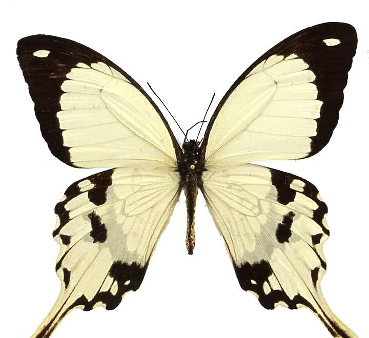 5 żywych poczwarek Papilio Dardanus. WYSYŁKA!!! Płatne z góry., Małopolskie, Kraków