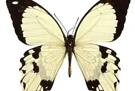 5 żywych poczwarek Papilio Dardanus. WYSYŁKA!!! Płatne z góry.