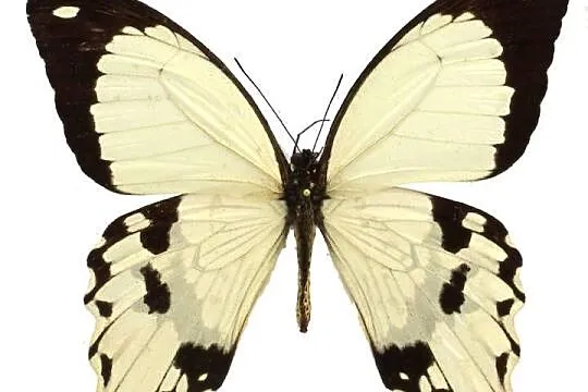 5 żywych poczwarek Papilio Dardanus. WYSYŁKA!!! Płatne z góry., Małopolskie, Kraków