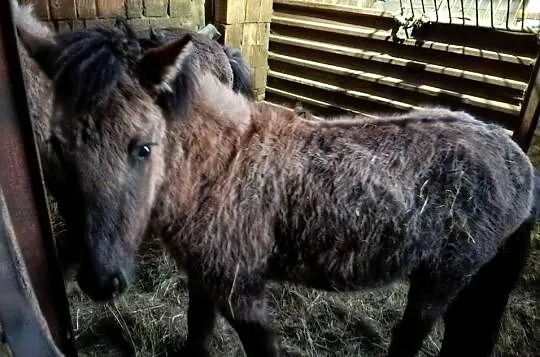 Sprzedam 3 koniki polskie