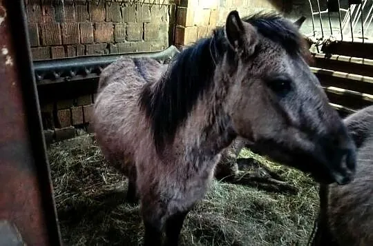 Sprzedam 3 koniki polskie, Małopolskie, Wola Radłowska