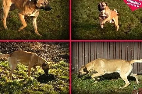 ROKI - roczny psiak o świetnym charakterze szuka d