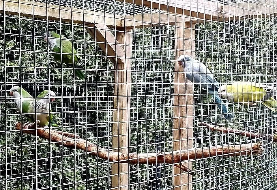 sprzedam mnichy 5sztuk, Pomorskie, Kielno