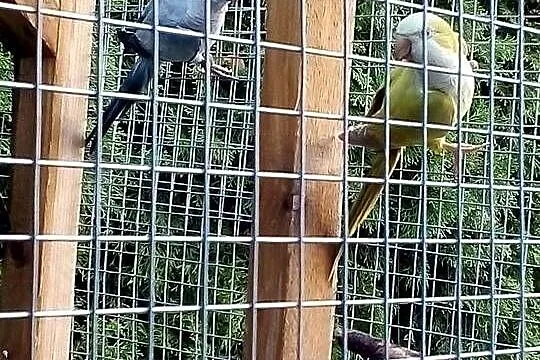 sprzedam mnichy 5sztuk, Pomorskie, Kielno