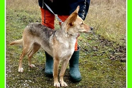 ZUZIA – średnia suczka,waga 12 kg,delikatna,b_symp