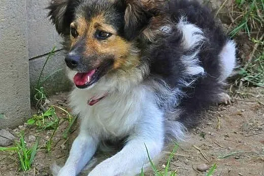 MOLLY - śliczna, 7 kg mikro sunia do adopcji,  mazowieckie Warszawa