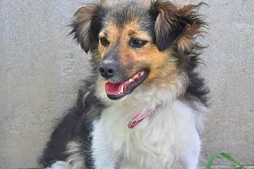 MOLLY - śliczna, 7 kg mikro sunia do adopcji,  maz