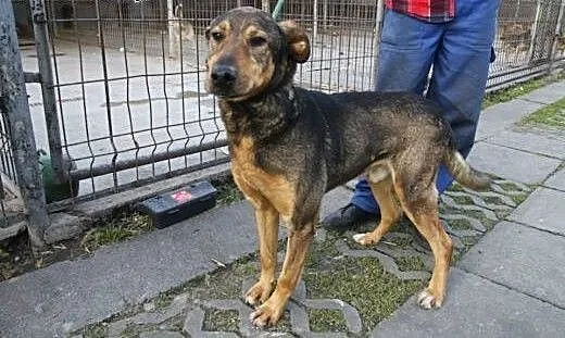 Domel wypatruje w schronisku swego opiekuna , ślą