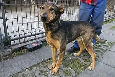 Domel wypatruje w schronisku swego opiekuna ,  ślą