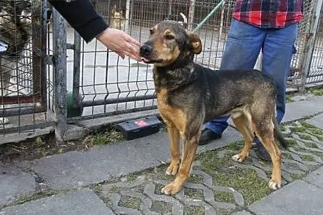 Domel wypatruje w schronisku swego opiekuna ,  ślą