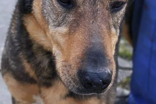 Domel wypatruje w schronisku swego opiekuna ,  ślą