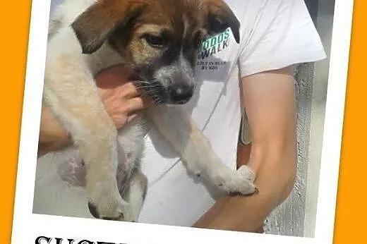 7 tyg.szczeniak,suczka duża,ALUTKA do adopcji,  małopolskie Kraków