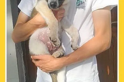 7 tyg.szczeniak,suczka duża,ALUTKA do adopcji,  ma