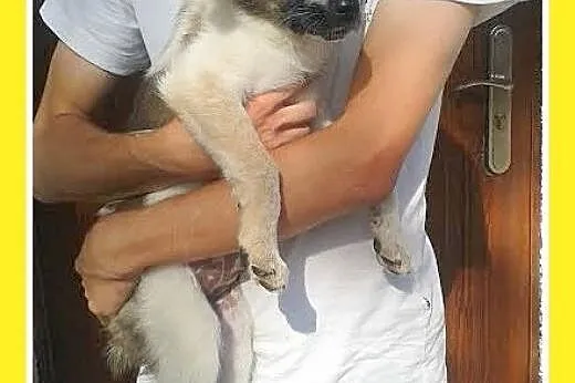 7 tyg.szczeniak,suczka duża,ALUTKA do adopcji,  ma