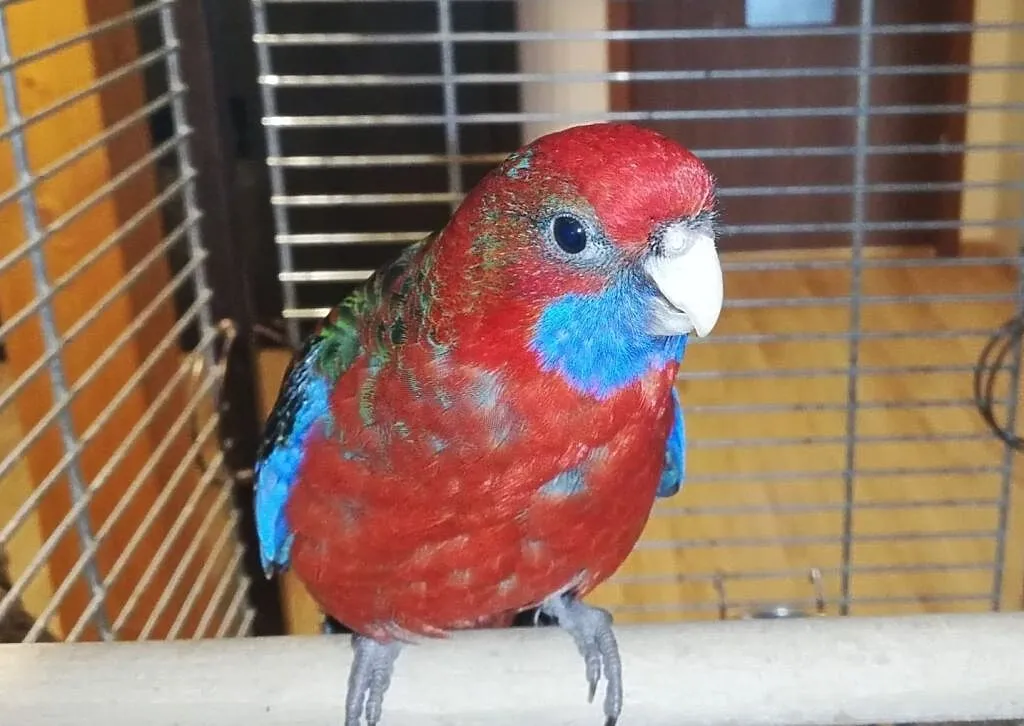 Rozella,rozelle królewskie, , Kamionki