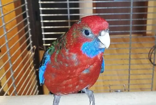 Rozella,rozelle królewskie, , Kamionki