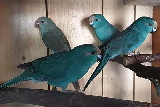 Papugi, mlode niebieskie samce m lotki, Krzywiń