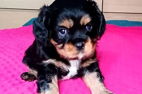 Piękny piesek Cavalier z rodowodem i wyprawką